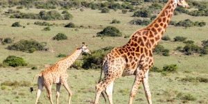 حقایق جالب درباره‌ی زرافه‌ها برای بچه‌ها