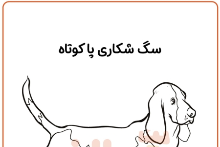 رنگ آمیزی سگ باست