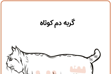 رنگ آمیزی گربه بابکت