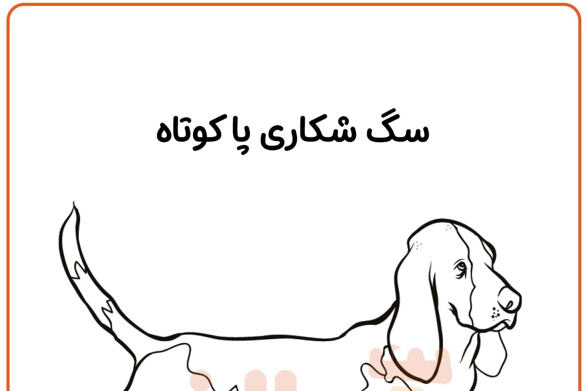 رنگ آمیزی سگ باست