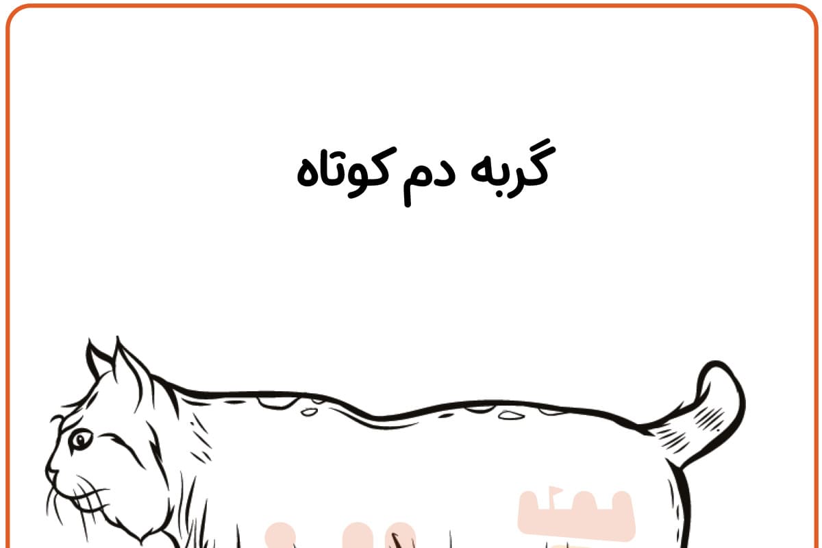 رنگ آمیزی گربه بابکت