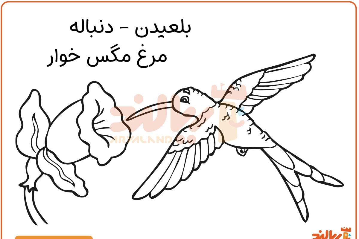 مرغ مگس‌خوار