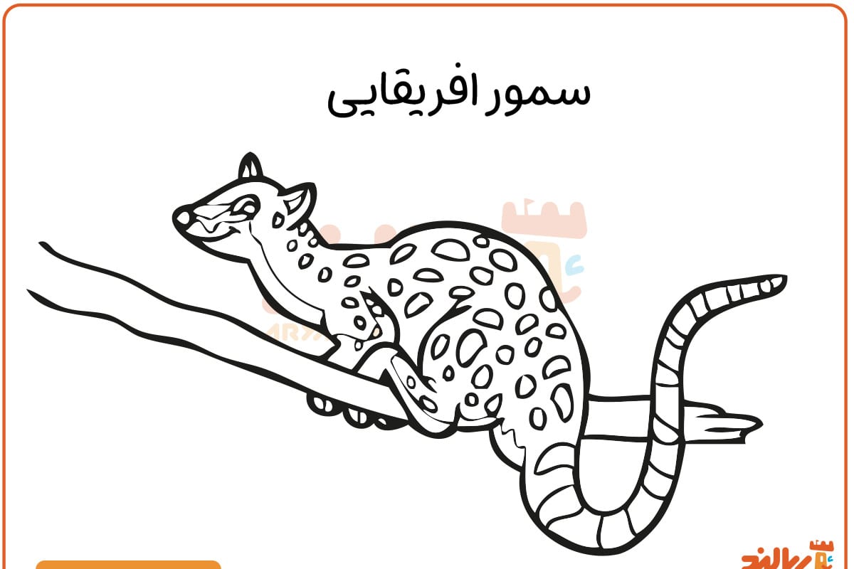 رنگ آمیزی سمور آفریقایی